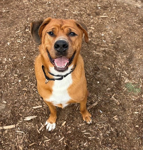 WARIO - Mastiff for adoption in Denver