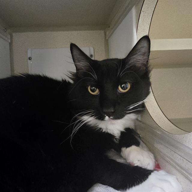 BOOTS - Domestic Short Hair available for adoption