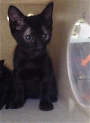 FIREFLY - Domestic Short Hair available for adoption