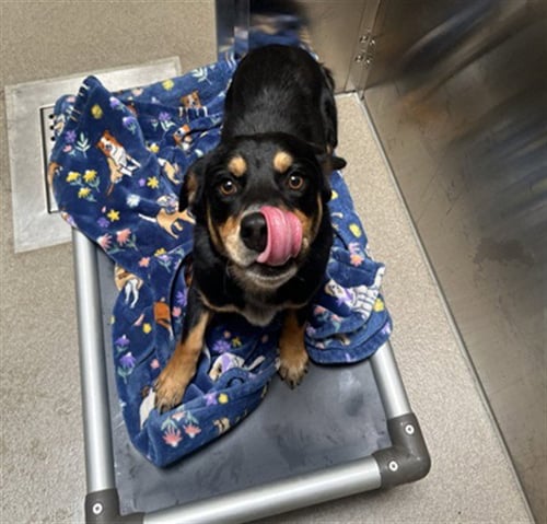 MANNY - Cardigan Welsh Corgi available for adoption