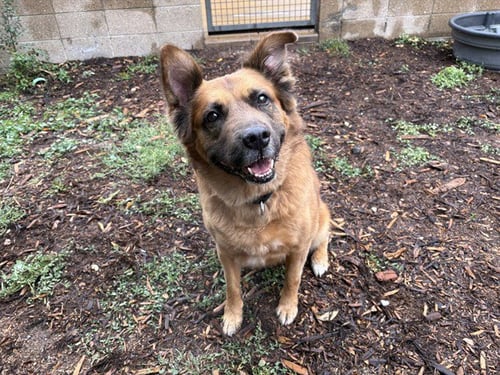 KAYA - German Shepherd Dog / Chow Chow available for adoption