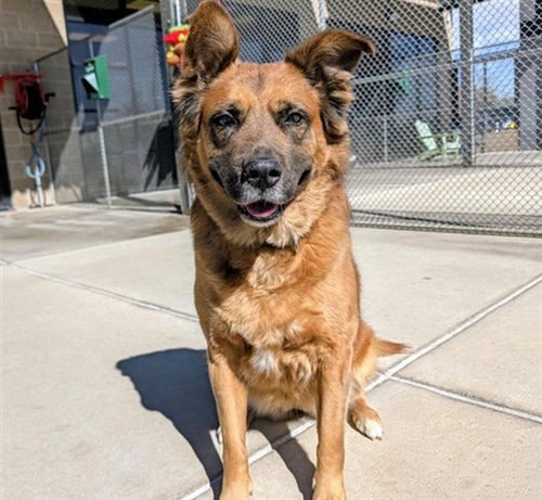 KAYA - German Shepherd Dog / Chow Chow available for adoption