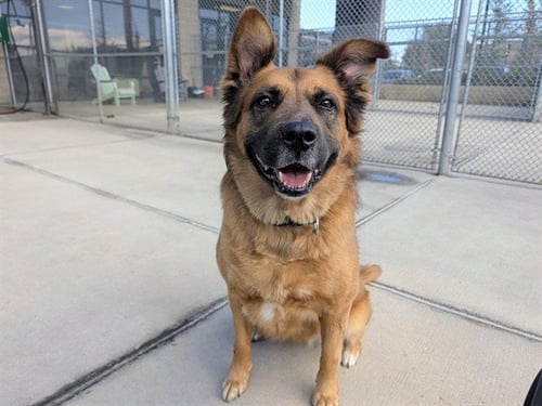 KAYA - German Shepherd Dog / Chow Chow available for adoption