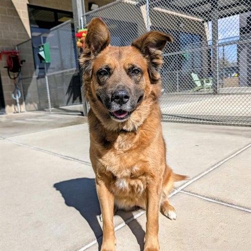 KAYA - German Shepherd Dog / Chow Chow available for adoption