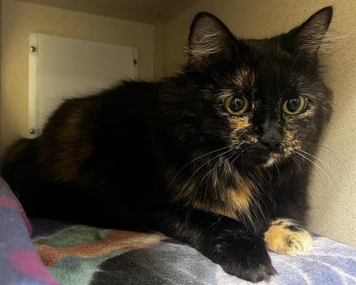 COOKIE - Domestic Medium Hair available for adoption