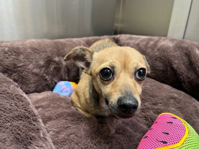 FENDI - Chihuahua available for adoption