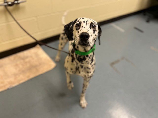 KIWI - Dalmatian available for adoption