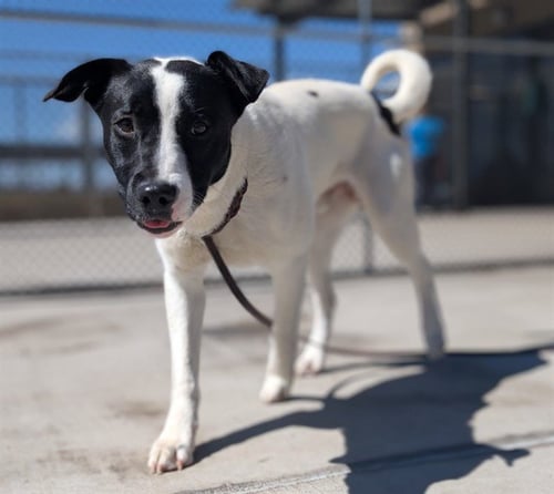BAXTER - Border Collie available for adoption