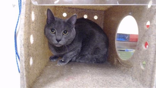 DIVA - Domestic Short Hair available for adoption