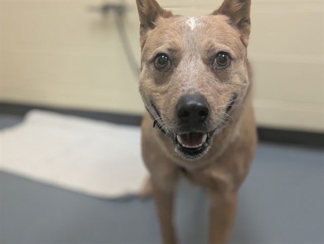 ZANER - Australian Cattle Dog/Blue Heeler available for adoption