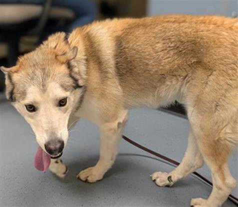 MICROSOFT WORD - Siberian Husky available for adoption