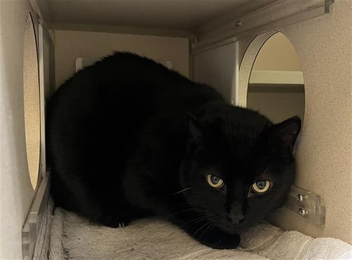 KALADIN - Domestic Short Hair available for adoption