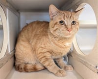 DUKE WHISKERTON - Photo 1