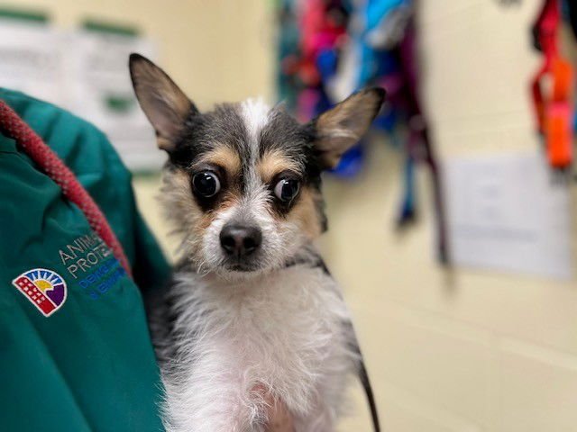 NOSFERATU - Wirehaired Fox Terrier available for adoption