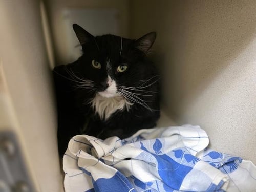 PILLOW PET - Domestic Long Hair available for adoption