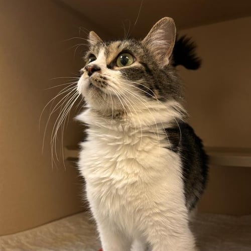 ESTHER - Domestic Medium Hair available for adoption