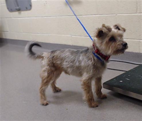 CONFETTI - Yorkshire Terrier Yorkie available for adoption