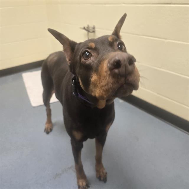 COCO - Doberman Pinscher available for adoption