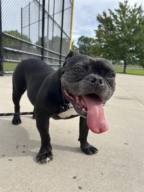 BRO - English Bulldog available for adoption