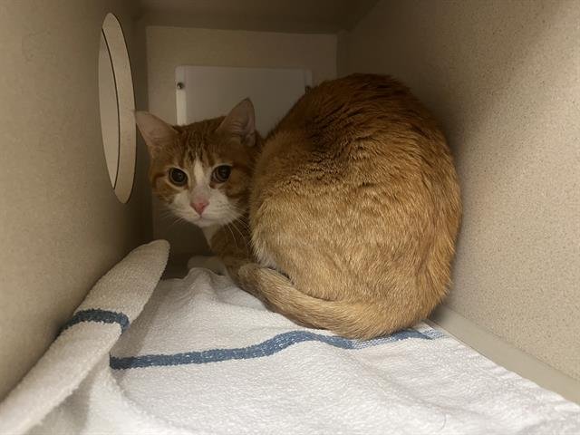 SIMBA Image