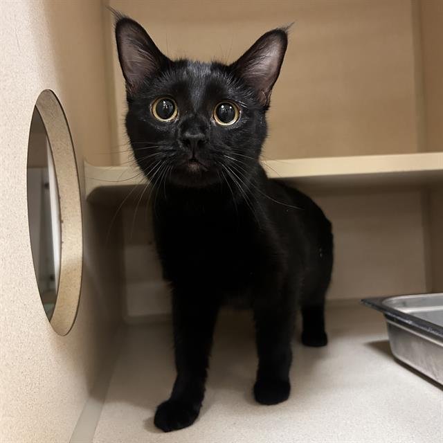 DEBRA - Domestic Short Hair available for adoption