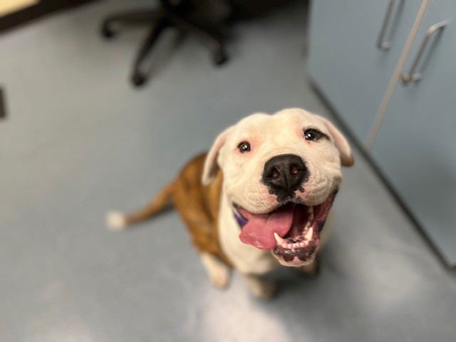 GUERA - American Staffordshire Terrier available for adoption