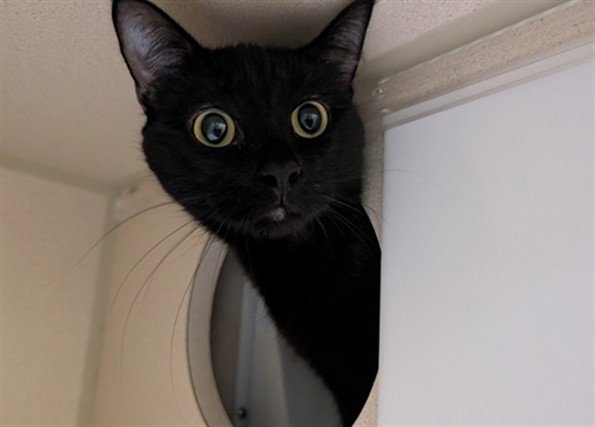 ELVIRA Image