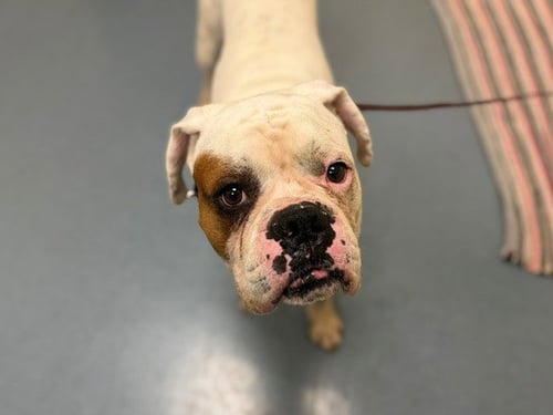 MAX - American Bulldog for adoption in Denver