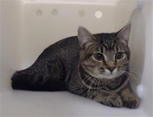 STAR BABY - Domestic Short Hair available for adoption