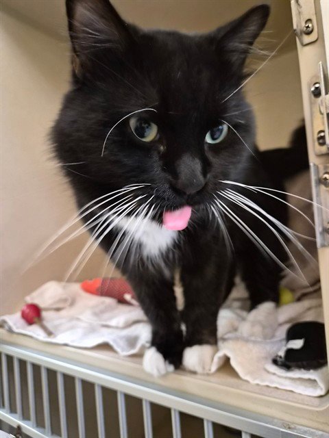 C JAT - Domestic Medium Hair available for adoption