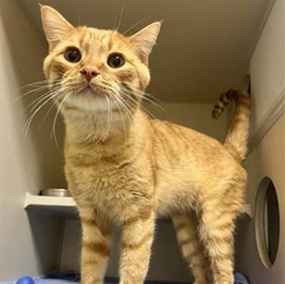 HOBBES - Domestic Short Hair available for adoption