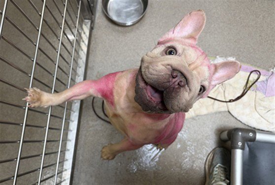 PEPTO BISMOL Image