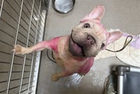 PEPTO BISMOL - Photo 1