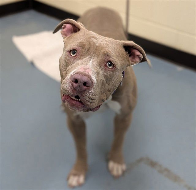 ZAPP - American Pit Bull Terrier available for adoption