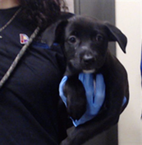 CINNAMON - Pit Bull Terrier available for adoption