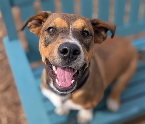 CUBADULT - Labrador Retriever available for adoption