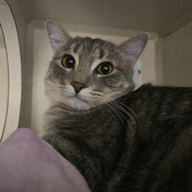 EPICTETUS - Domestic Short Hair available for adoption