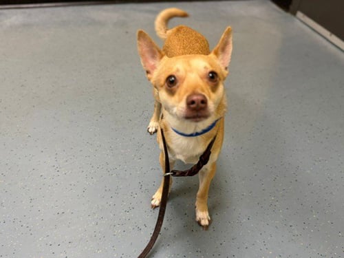BIGGIE JR - Chihuahua available for adoption