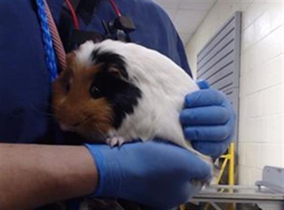 MANCHITA - Guinea Pig available for adoption