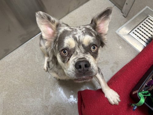 ANGELICA - French Bulldog available for adoption