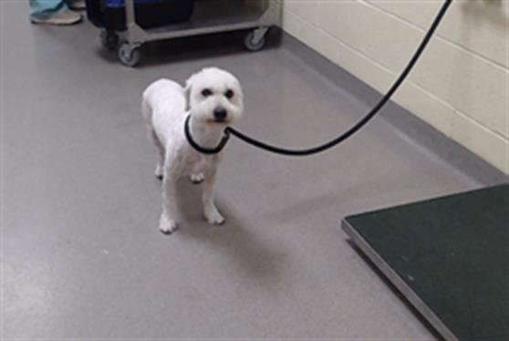 MILO - Poodle (Miniature) available for adoption