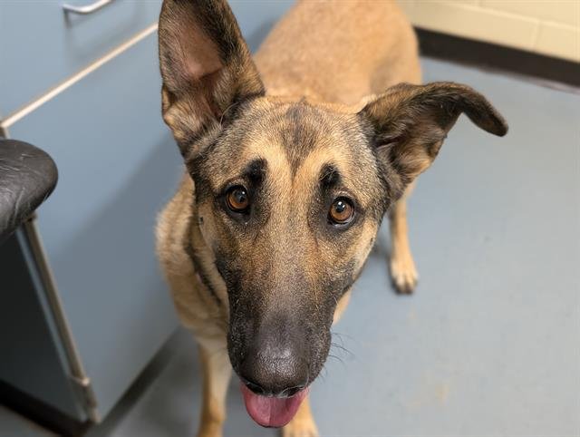 LACY MAE - Belgian Shepherd Malinois available for adoption