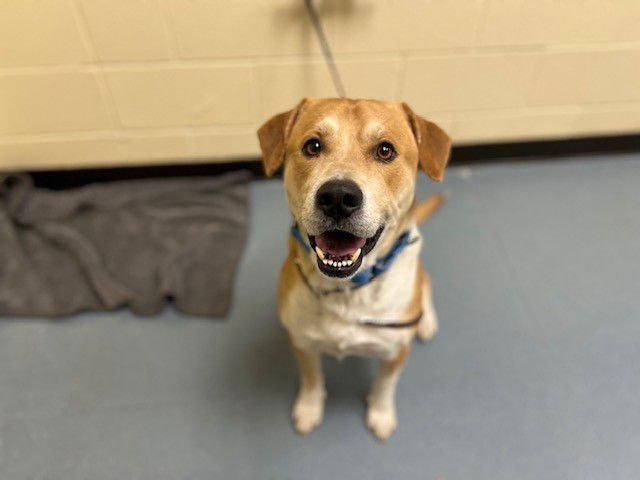 CHET - Labrador Retriever available for adoption