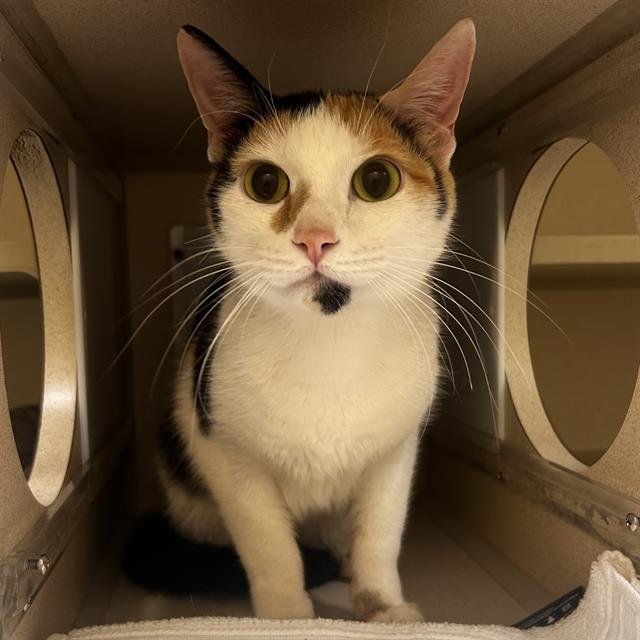 KITTY - Domestic Short Hair available for adoption