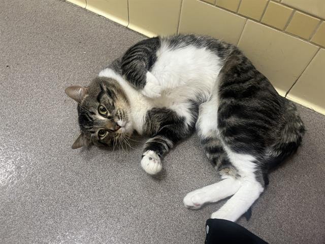 SHOES - Domestic Short Hair available for adoption