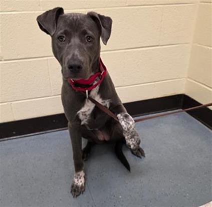 TOPAZ - Pit Bull Terrier available for adoption