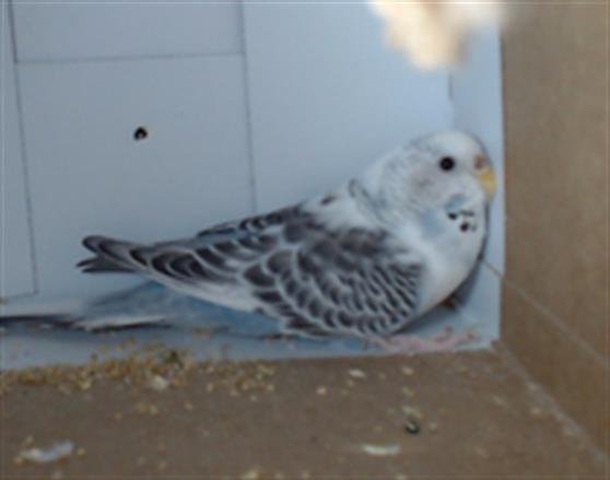 SNOW - Parakeet - Other available for adoption