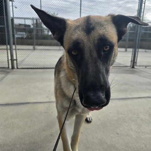 TITUS - German Shepherd Dog available for adoption