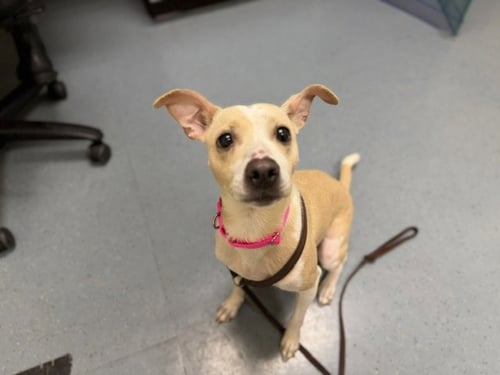 APPLE JUICE - Italian Greyhound available for adoption