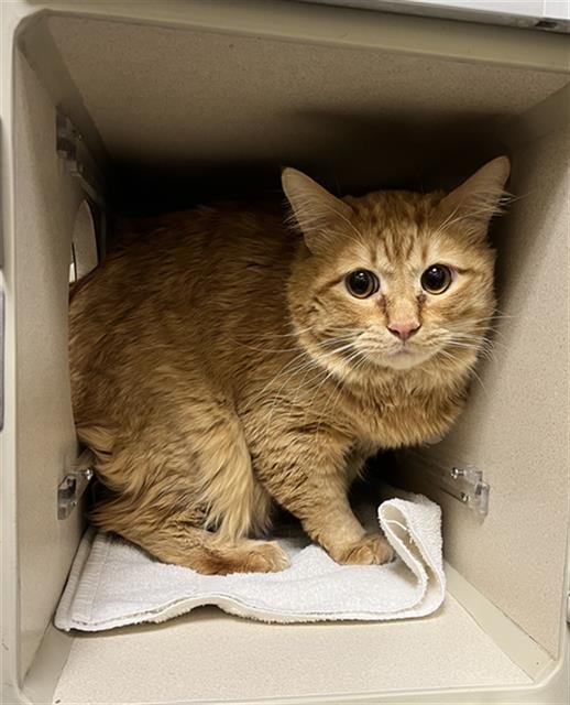 BIOR - Domestic Medium Hair available for adoption